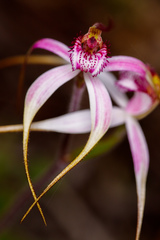 Caladenia × suffusa