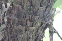 Triacanthagyna caribbea
