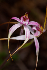 Caladenia × suffusa