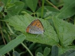 Lycaena dispar