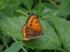 Lycaena dispar