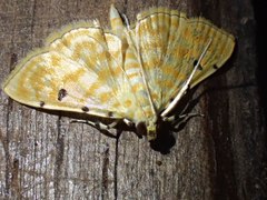Notarcha