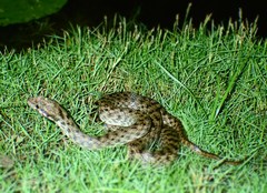 Madagascarophis colubrinus