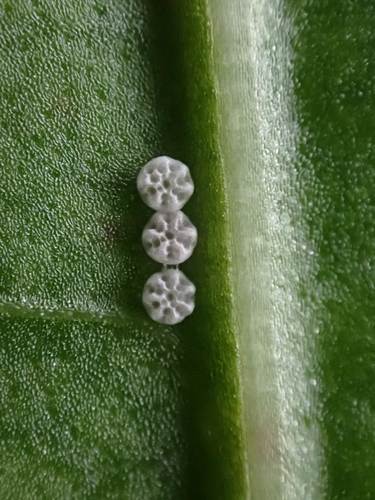 Didysis auksinukas nuotrauka