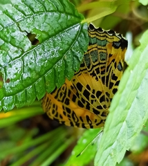 Symbrenthia niphanda