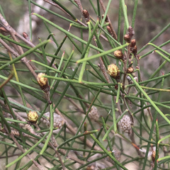 Melaleuca teretifolia