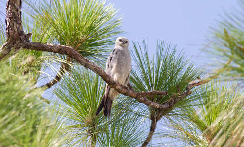 Ictinia mississippiensis image