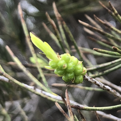 Melaleuca teretifolia