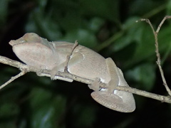 Furcifer angeli