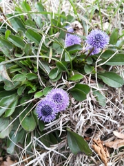 Globularia