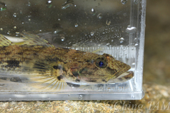 Glossogobius giuris