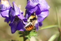 Bombus formosellus