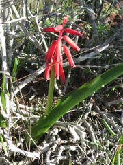 Lachenalia bulbifera