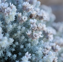 Atrichantha gemmifera