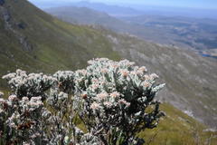 Atrichantha gemmifera