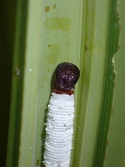 Erionota thrax