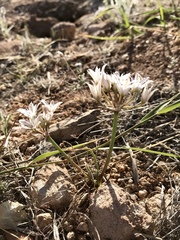 Allium macropetalum