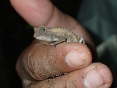 Brookesia stumpffi