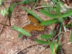 Pardopsis punctatissima