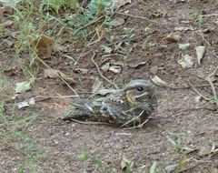 Caprimulgus madagascariensis