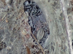 Stegodyphus mimosarum