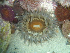 Anthopleura michaelseni