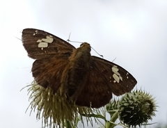 Pseudocoladenia dan fatih