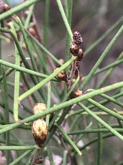 Melaleuca teretifolia