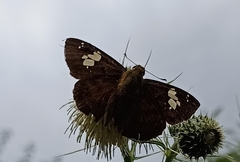 Pseudocoladenia dan fatih