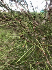 Melaleuca teretifolia