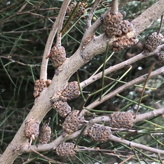Melaleuca teretifolia