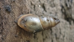 Omphiscola glabra
