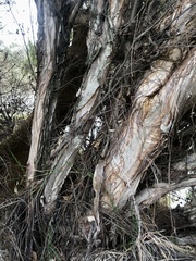 Melaleuca teretifolia