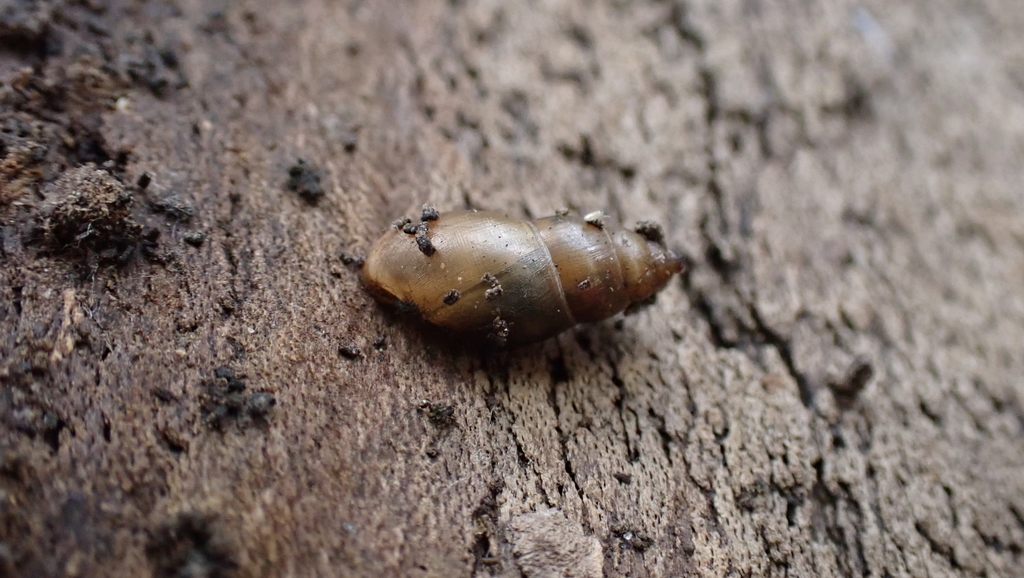 Mud Snail