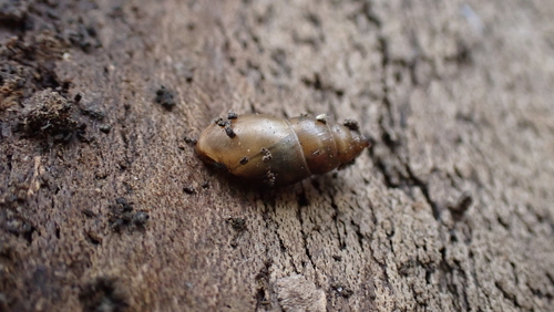 slender pond snail