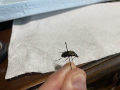 Chlaenius tomentosus