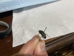 Chlaenius tomentosus