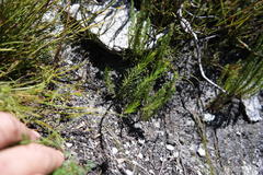 Empleuridium juniperinum