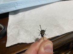 Chlaenius tomentosus