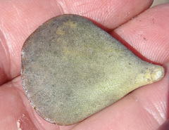 Adromischus inamoenus