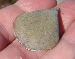 Adromischus inamoenus