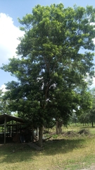 Lonchocarpus castilloi