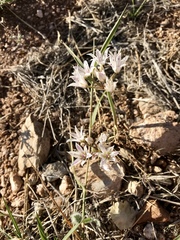 Allium macropetalum