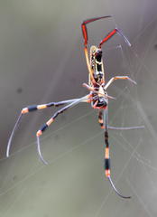Trichonephila senegalensis annulata