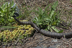Vipera aspis aspis
