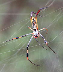 Trichonephila senegalensis annulata