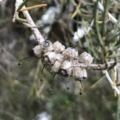 Melaleuca teretifolia