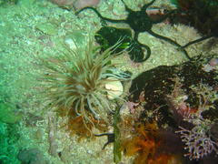 Ceriantheopsis austroafricanus