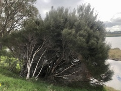 Melaleuca teretifolia