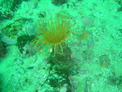 Ceriantheopsis austroafricanus